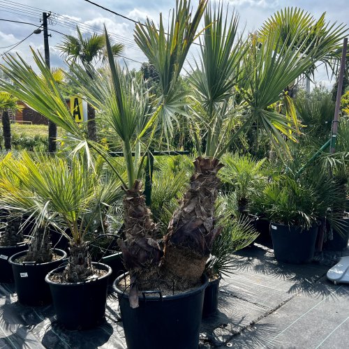 Palma vláknitá (Washingtonia filifera) – výška kmeňov 50-60 cm/80-90 cm, celková výška 200 cm, kont. C110L (-4°C) - DVOJIČKY